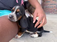 Toby, a male Basset Hound for sale in Dundee, OH – 3 of 6