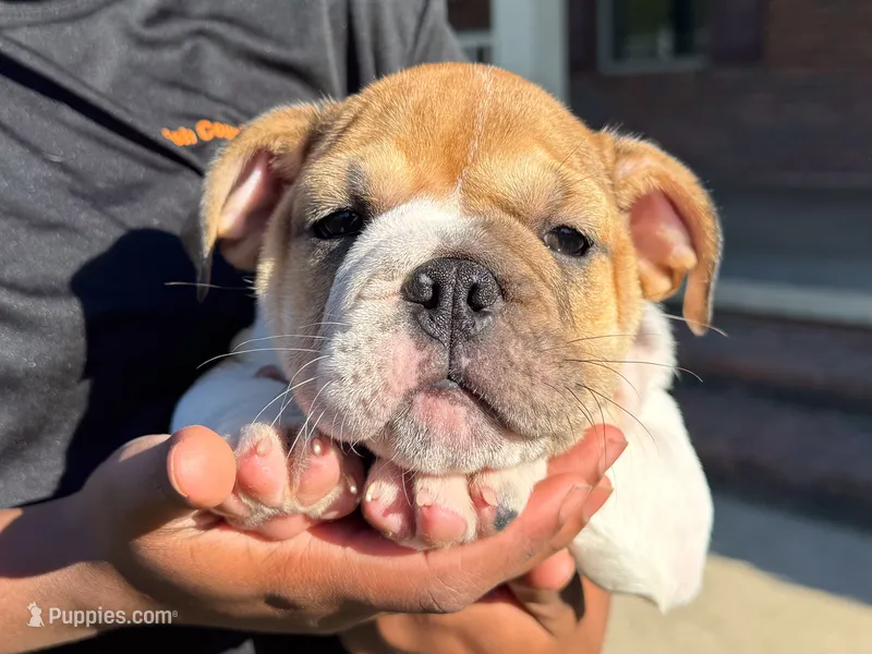 Precious – English Bulldog puppy for sale in Dundee, OH