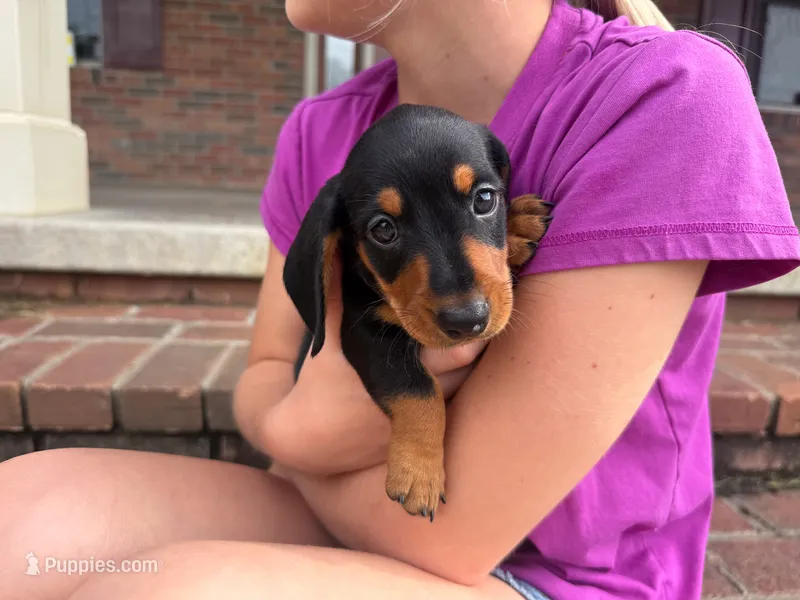 Tucker – Miniature Dachshund puppy for sale in Dundee, OH