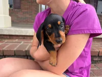 Tucker, a male Miniature Dachshund for sale in Dundee, OH – 1 of 7