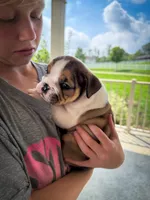 Cookie, a female English Bulldog for sale in Dundee, OH – 2 of 9
