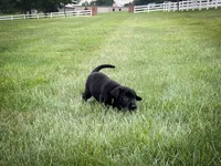 Drake, a male Labrador Retriever for sale in Dundee, OH – 4 of 6