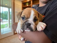 Sarge, a male English Bulldog for sale in Dundee, OH – 5 of 8
