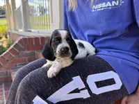 Clara, a female Basset Hound for sale in Dundee, OH – 2 of 9