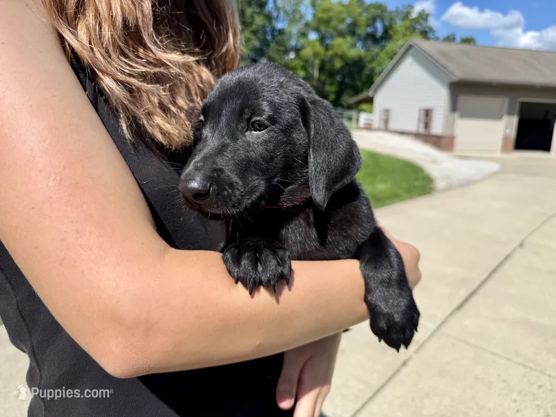 Joe – Labrador Retriever puppy for sale in Dundee, OH