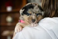 Angel, a female Australian Shepherd and Pembroke Welsh Corgi for sale in Dundee, OH – 5 of 8