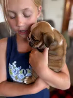 Rudy, a male English Bulldog for sale in Dundee, OH – 2 of 7