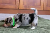 Ringo, a male Australian Shepherd and Pembroke Welsh Corgi for sale in Dundee, OH – 8 of 10