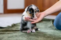 Jasper , a male Australian Shepherd and Pembroke Welsh Corgi for sale in Dundee, OH – 4 of 10