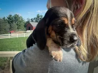 Wilbur, a male Basset Hound for sale in Dundee, OH – 6 of 10
