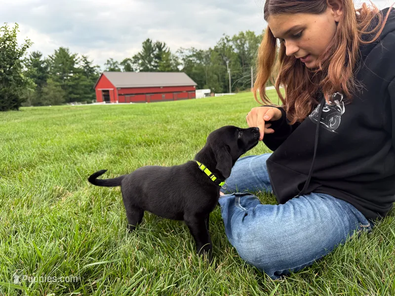 Ace – Labrador Retriever puppy for sale in Dundee, OH