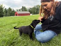 Ace, a male Labrador Retriever for sale in Dundee, OH – 1 of 6
