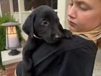 Maggie, a female Labrador Retriever for sale in Dundee, OH – 2 of 5