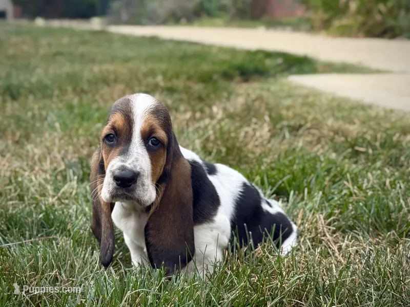 Snoopy – Basset Hound puppy for sale in Dundee, OH