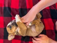 Rudy, a male English Bulldog for sale in Dundee, OH – 4 of 7
