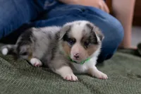 Ringo, a male Australian Shepherd and Pembroke Welsh Corgi for sale in Dundee, OH – 6 of 10