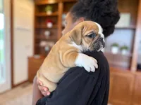 Sarge, a male English Bulldog for sale in Dundee, OH – 3 of 8