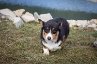 Jasper , a male Australian Shepherd and Pembroke Welsh Corgi for sale in Dundee, OH – 9 of 10
