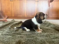 Waylon, a male Basset Hound for sale in Dundee, OH – 5 of 5