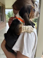 Hank, a male Basset Hound for sale in Dundee, OH – 4 of 7