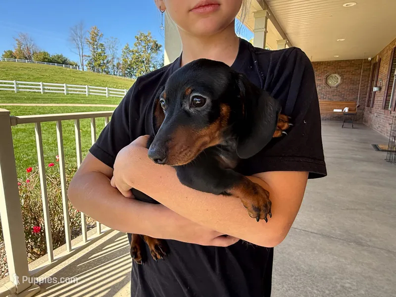 Gus – Miniature Dachshund puppy for sale in Dundee, OH