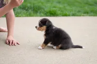 Grant, a male Australian Shepherd and Pembroke Welsh Corgi for sale in Dundee, OH – 5 of 9