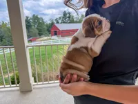 Archie, a male English Bulldog for sale in Dundee, OH – 4 of 8