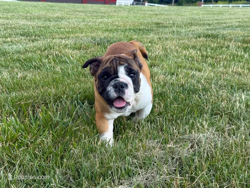 Otis – English Bulldog puppy for sale in Dundee, OH