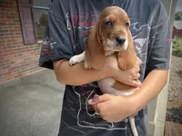 Bambi, a female Basset Hound for sale in Dundee, OH – 1 of 5