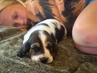 Snoopy, a male Basset Hound for sale in Dundee, OH – 5 of 7