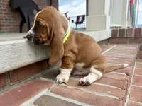 Copper, a male Basset Hound for sale in Dundee, OH – 6 of 7