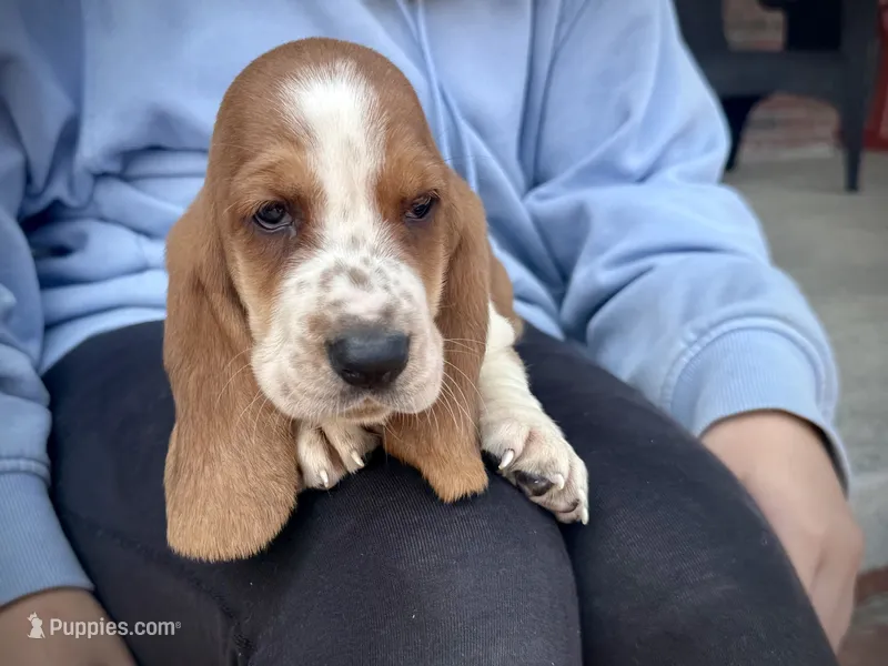Scarlett – Basset Hound puppy for sale in Dundee, OH