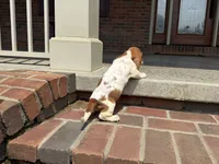 Bambi, a female Basset Hound for sale in Dundee, OH – 3 of 5