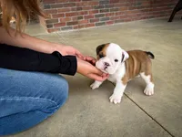 Archie, a male English Bulldog for sale in Dundee, OH – 1 of 8