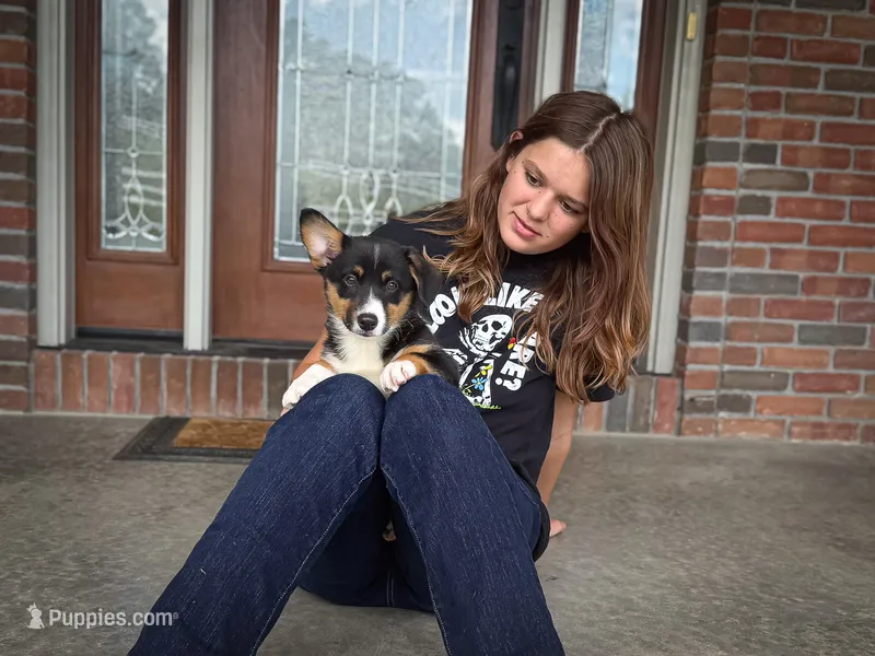 Winnie – Australian Shepherd, Pembroke Welsh Corgi puppy for sale in Dundee, OH