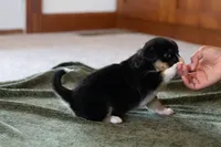 Winnie, a female Australian Shepherd and Pembroke Welsh Corgi for sale in Dundee, OH – 3 of 8