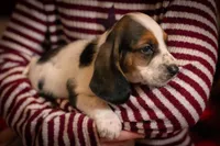 Daisy, a female Basset Hound for sale in Dundee, OH – Photo 2 of 6