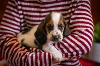 Daisy, a female Basset Hound for sale in Dundee, OH – Photo 5 of 6