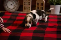 Daisy, a female Basset Hound for sale in Dundee, OH – Photo 3 of 6