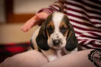 Daisy, a female Basset Hound for sale in Dundee, OH – Photo 1 of 6