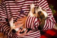 Daisy, a female Basset Hound for sale in Dundee, OH – Photo 6 of 6