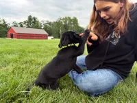 Ace, a male Labrador Retriever for sale in Dundee, OH – 2 of 6