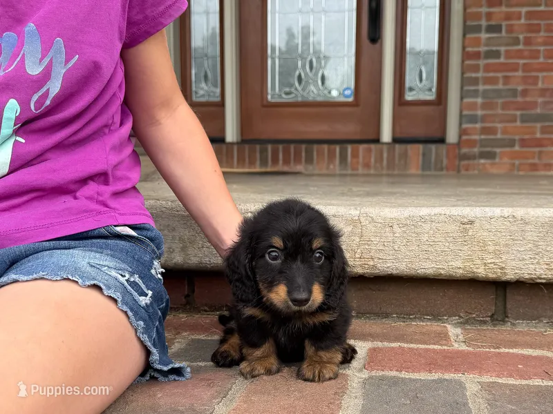 Bear – Miniature Dachshund puppy for sale in Dundee, OH