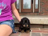 Bear, a male Miniature Dachshund for sale in Dundee, OH – 1 of 8