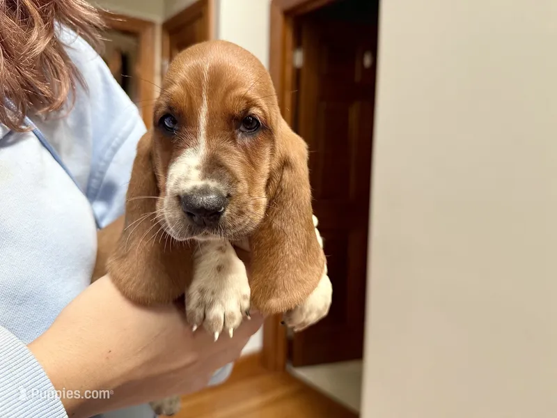 Ruby – Basset Hound puppy for sale in Dundee, OH