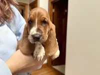 Ruby, a female Basset Hound for sale in Dundee, OH – 1 of 5