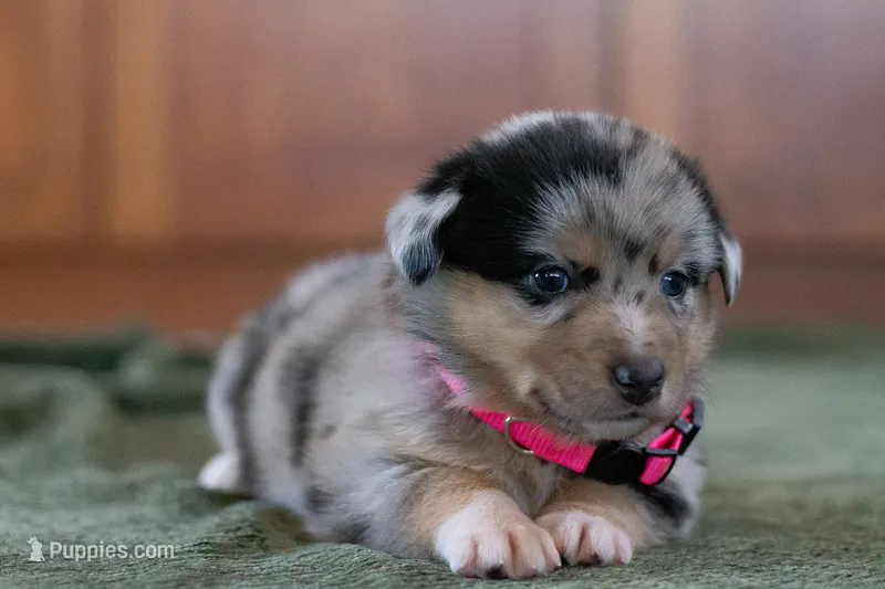 Angel – Australian Shepherd, Pembroke Welsh Corgi puppy for sale in Dundee, OH