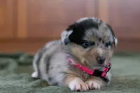 Angel, a female Australian Shepherd and Pembroke Welsh Corgi for sale in Dundee, OH – 1 of 8