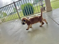 Eva, a female Basset Hound for sale in Dundee, OH – 5 of 6