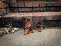 Lucy, a female Miniature Dachshund for sale in Dundee, OH – 4 of 6